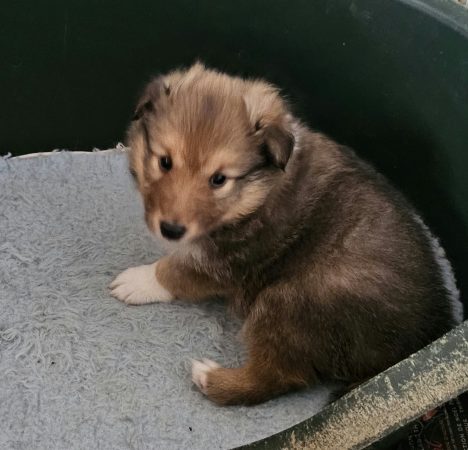 Image de la portée de chiot de l'élévage LASSADE MARCEL