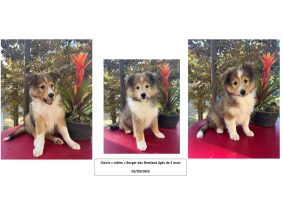 Chiots de race Shetland à vendre chez l'éleveur MAISON DU CEDRE