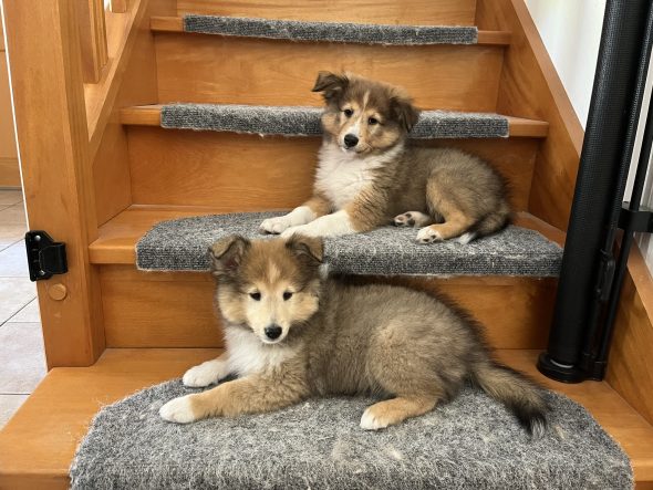 Image de la portée de chiot de l'élévage MAISON DU CEDRE