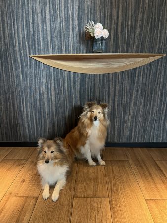 Image de la portée de chiot de l'élévage MAISON DU CEDRE