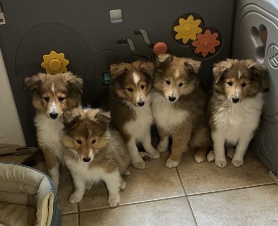 Image de la portée de chiot de l'élévage MAISON DU CEDRE