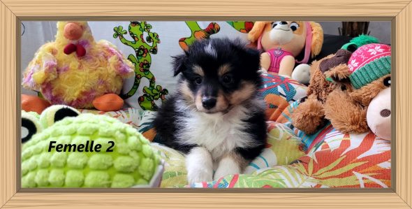 Image de la portée de chiot de l'élévage IDOUX PATRICK