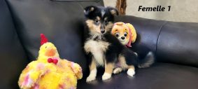 Chiots d'apparence Shetland à vendre chez l'éleveur IDOUX PATRICK