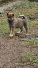 Chiots de race Shiba inu à vendre chez l'éleveur DES TERRES DES FORGES