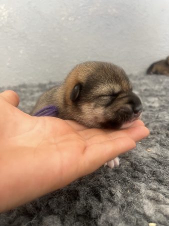 Image de la portée de chiot de l'élévage DES MIRAGES D&rsquo;AZUR
