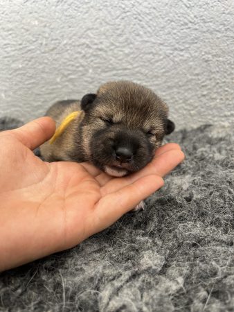 Image de la portée de chiot de l'élévage DES MIRAGES D&rsquo;AZUR