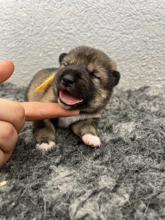 Image de la portée de chiot de l'élévage DES MIRAGES D&rsquo;AZUR