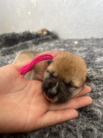 Image de la portée de chiot de l'élévage DES MIRAGES D&rsquo;AZUR