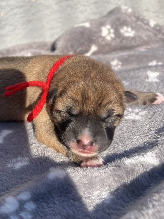 Image de la portée de chiot de l'élévage DES MIRAGES D&rsquo;AZUR