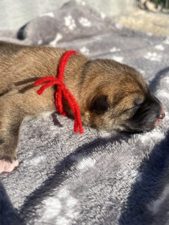 Image de la portée de chiot de l'élévage DES MIRAGES D&rsquo;AZUR