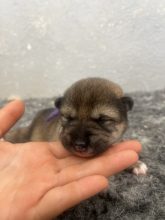 Chiots de race Shiba inu à vendre chez l'éleveur DES MIRAGES D’AZUR