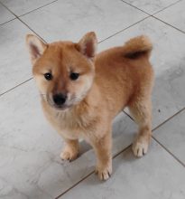 Chiots de race Shiba inu à vendre chez l'éleveur DE TREHEU