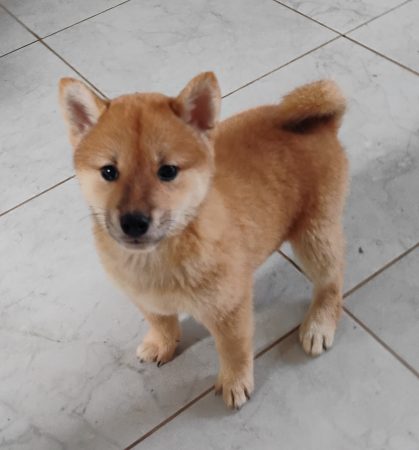 Image de la portée de chiot de l'élévage DE TREHEU