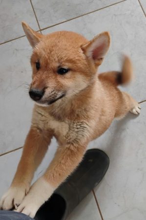 Image de la portée de chiot de l'élévage DE TREHEU