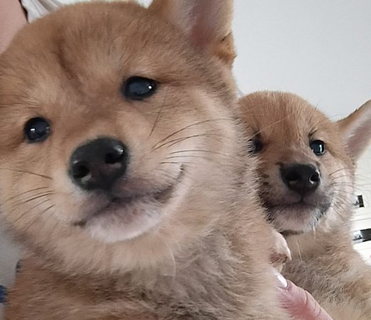 Image de la portée de chiot de l'élévage DE TREHEU
