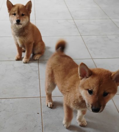 Image de la portée de chiot de l'élévage DE TREHEU