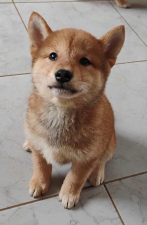 Image de la portée de chiot de l'élévage DE TREHEU