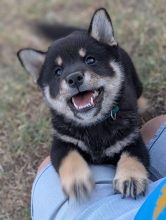 Chiots de race Shiba inu à vendre chez l'éleveur Domaine LES TROIS CROCS