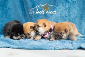 Chiots de race Shiba inu à vendre chez l'éleveur MAS ANNABELLE