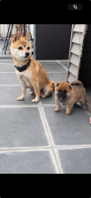 Chiots d'apparence Shiba inu à vendre chez l'éleveur DU DOMAINE HELADOG