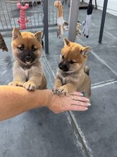 Chiots d'apparence Shiba inu à vendre chez l'éleveur DU DOMAINE HELADOG