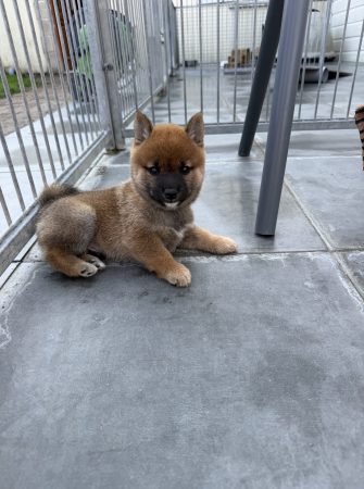 Image de la portée de chiot de l'élévage DU DOMAINE HELADOG