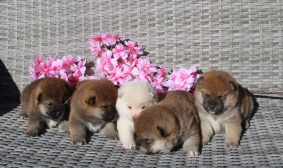 Chiots de race Shiba inu à vendre chez l'éleveur DES TERRES DE LEGENDE