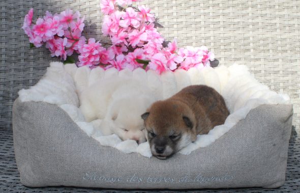 Image de la portée de chiot de l'élévage DES TERRES DE LEGENDE