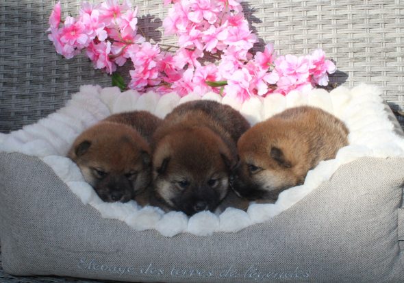 Image de la portée de chiot de l'élévage DES TERRES DE LEGENDE