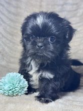 Chiots d'apparence Shih tzu à vendre chez l'éleveur SCEA OF KIEU TEMPLE
