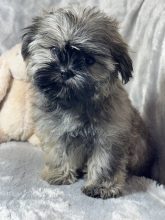 Chiots d'apparence Shih tzu à vendre chez l'éleveur SCEA OF KIEU TEMPLE