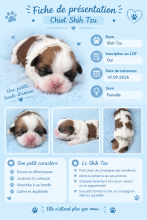 Chiots de race Shih tzu à vendre chez l'éleveur LE PARADIS D&rsquo;INDIANA