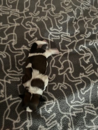 Image de la portée de chiot de l'élévage Le domaine des chiens du bonheur