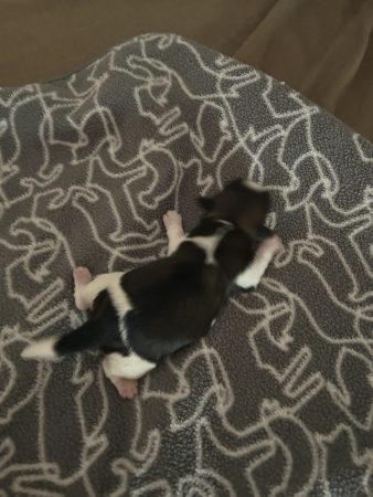 Image de la portée de chiot de l'élévage Le domaine des chiens du bonheur