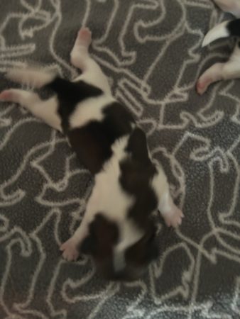 Image de la portée de chiot de l'élévage Le domaine des chiens du bonheur