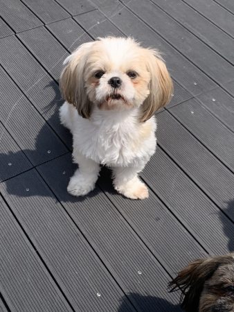 Image de la portée de chiot de l'élévage Le domaine des chiens du bonheur