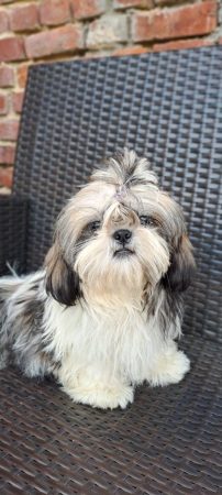 Image de la portée de chiot de l'élévage Le domaine des chiens du bonheur