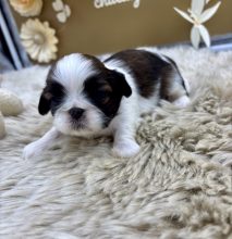 Chiots d'apparence Shih tzu à vendre chez l'éleveur Élevage de la châtaigneraie
