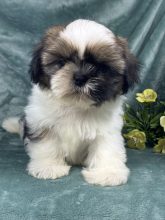 Chiots d'apparence Shih tzu à vendre chez l'éleveur SCEA OF KIEU TEMPLE