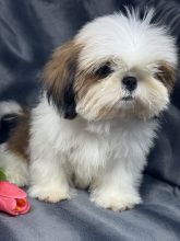 Chiots d'apparence Shih tzu à vendre chez l'éleveur SCEA OF KIEU TEMPLE