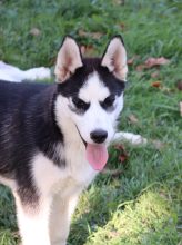 Chiots de race Siberian husky à vendre chez l'éleveur SYBERIAN MELODY
