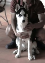 Chiots de race Siberian husky à vendre chez l'éleveur SYBERIAN MELODY