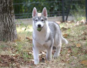 Chiots de race Siberian husky à vendre chez l'éleveur SYBERIAN MELODY