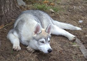 Chiots de race Siberian husky à vendre chez l'éleveur SYBERIAN MELODY