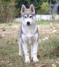 Chiots de race Siberian husky à vendre chez l'éleveur SYBERIAN MELODY