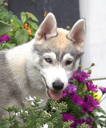 Image de la portée de chiot de l'élévage SYBERIAN MELODY
