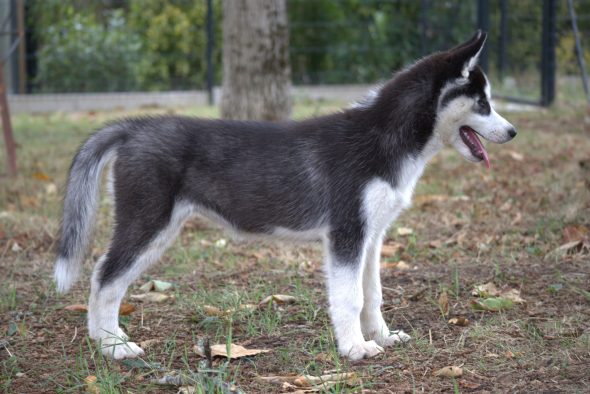 Image de la portée de chiot de l'élévage SYBERIAN MELODY