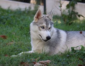Chiots de race Siberian husky à vendre chez l'éleveur SYBERIAN MELODY
