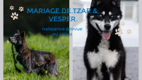 Chiots de race Siberian husky à vendre chez l'éleveur DU DOMAINE PACIFIQUE