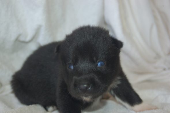 Image de la portée de chiot de l'élévage DU DOMAINE PACIFIQUE